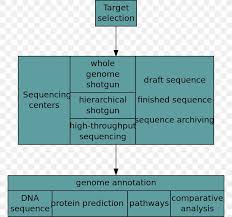 Human Genome Project Genomics Whole Genome Sequencing Png