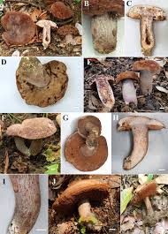 Image result for Sutorius eximius