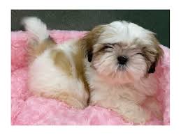 Advice from breed experts to make a safe choice. Shih Tzu Dog Female Brindle White 2642536 Petland San Antonio