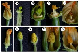 Maybe you would like to learn more about one of these? Floral Development In Zucchini Top Left Female Zucchini Flower Upper Download Scientific Diagram