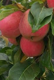Maybe you would like to learn more about one of these? Centennial Crabapple Blue Hill Wildlife Nursery