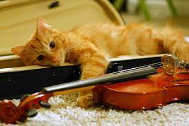 Jazz and trance music are especially to dance. Do Cats Like Music The Purrington Post