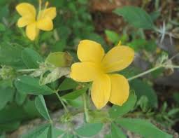 Image result for Barleria lugardii