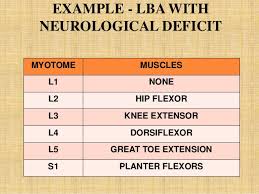 Myotome Testing Bismi Margarethaydon Com