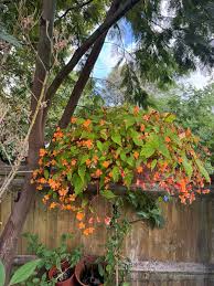 Image result for Begonia sutherlandii