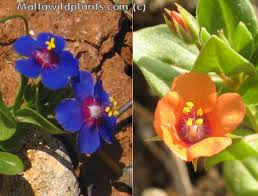 Image result for Lysimachia arvensis