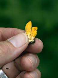 Image result for Chlorosplenium chlora