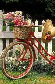How to cultivate pentunia flowers. 400 Flowers Bike Baskets Ideas Flowers Beautiful Flowers Bike With Basket