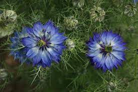 Nigella Damascena Persian Jewels Indigo Seeds 1 72 From Chiltern Seeds Indigo Flower Flower Seeds Flower Garden Plans