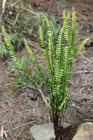 Image result for Asplenium monanthes