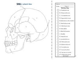 There's something for everyone from beginners to the advanced. Anatomy Coloring Page Worksheets Teaching Resources Tpt