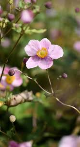 Herbstanemonen Pflege Standort Boden Vermehrung Herbstanemone Clematis Pflanzen Stauden