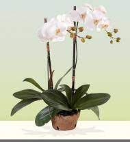 We are a family owned and operated professional. Lansing Florist Lansing Mi Flower Delivery Avas Flowers Shop