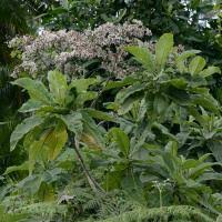 Image result for Vernonia auriculifera