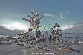 Travelography Atelier 27 21 Driftwood Beach Jacksonville Florida Travel Photography