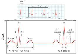 19 2 Cardiac Muscle And Electrical Activity Anatomy Physiology