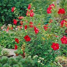 I was very disappointed both my hardy hibiscus dead delivery. Hardy Hibiscus Successful Farming