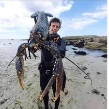 Voici pour votre plus grand plaisir, les plus gros crânes bonbon du monde. Med Voyages Le Plus Gros Homard Au Monde Peche Au Facebook