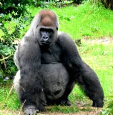 Robert de jonge, ooggetuige van de ontsnapping van gorilla bokito, vertelt zijn verhaal tegenover robert jensen. Gedraagt De Gorilla Bokito Zich Vreemd Over De Omgekeerde Wereld En Een Hype Helena Is Here