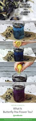 Clitoria ternatea is also known as butterfly pea, blue pea, aprajita, cordofan pea, blue tea flowers or asian pigeonwings. What Is Butterfly Pea Flower Tea Butterfly Pea Flower Tea Butterfly Pea Flower Flower Tea