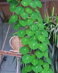 Image result for Stephania cyanantha