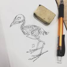 See more ideas about hawk tattoo, tattoos, red tailed hawk. I M Trying To Sketch The Chicken Skeleton I Ve Ever Seen Learnart
