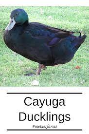 A Native Of New York The Cayuga Duckling Is One Of Our More Striking Birds For Its All Black Plumage In The Right Light Once Cayuga Duck Breeds Ducklings