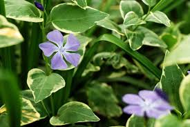 Image result for Vinca minor