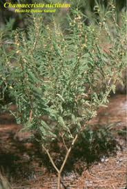 Image result for Chamaecrista biensis