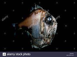 Lovely Hatchetfish Argyropelecus Aculeatus Portugal Stock Photo Alamy
