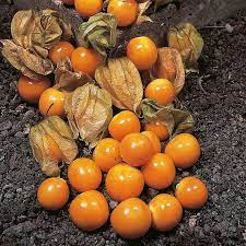 Cape Gooseberry Physalis Peruviana Seedsground By Caribbeangarden 249 Gooseberry Seeds Cape Gooseberry Cherry Seeds