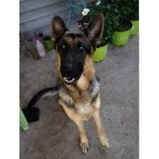 Maybe you would like to learn more about one of these? German Shepherd Puppies Rescue Houston Tx Pets Lovers