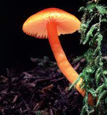 Hygrophorus Miniatus Mushroom Fungi Fungi Magical Mushrooms