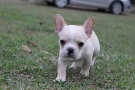 Affordable pure & hybrid designer hypoallergenic non shedding dog breeds or puppies are available for sale from local reputable breeders in georgia. French Bulldogs For Sale In Ga L2sanpiero