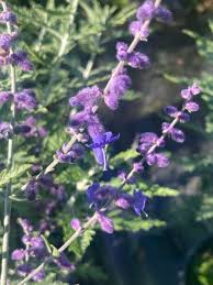 Image result for Perovskia atriplicifolia 'blue spire'