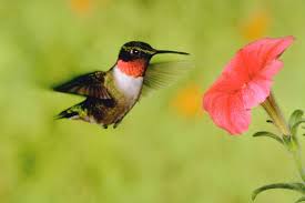 Hummingbirds are birds native to the americas and constitute the biological family trochilidae. Bird Sounds And Calls Of The Ruby Throated Hummingbird The Old Farmer S Almanac