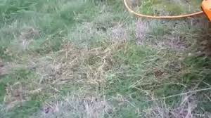 A power rake can also be used. China 1500w Electric Garden Rake 2 In 1 Lawn Scarifier Lawn Dethatcher With 4 Working Depths China Lawn Scarifier And Electric Raker Price