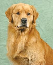 Golden retriever mixes tend to be highly adaptable dogs. Nalyns Goldens Golden Retrievers Wisconsin