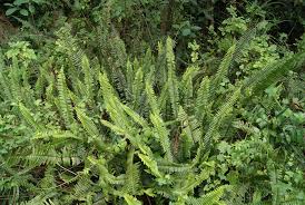 My dh in attempt to 'rescue' me got stung on the leg. Alien Audit 1 Sword Fern Something Over Tea