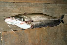 Karena ikan gurame merupakan komoditas ikan yang memiliki harga jual yang tinggi, berikut makanan ikan gurame yang anda harus tahu agar ikan gurame cepat besar. Tapah Catfish Si Ikan Lele Hitam Berbadan Tipis Nakama Aquatics