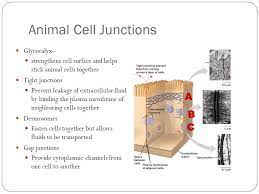 Animal cells and intercellular junctions. Extracellular Components And Junctions Plant Cells Plasmodesmata The Intracellular Junction Between Plant Cells Water And Small Solute Can Pass Freely Ppt Download