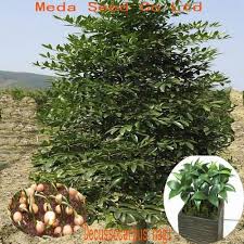 Image result for Nageia nagi