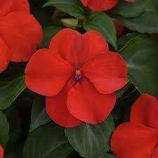 Image result for Impatiens stuhlmannii
