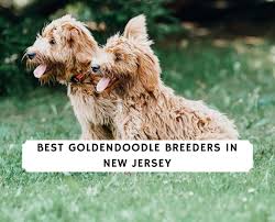 Cha cha doodles details website: Goldendoodle Breeders In New Jersey 2021 Top 4 Picks We Love Doodles