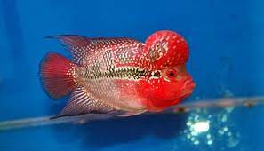 Red Dragon Flowerhorn Cichlid Fish Cichlid Fish Fish Cichlids