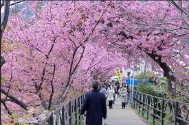 Ya, karena di bulan itulah bunga sakura yang jadi ciri khas negara ini mulai bermekaran. Jadwal Mekar Bunga Sakura Di Jepang Dan Korea 2017