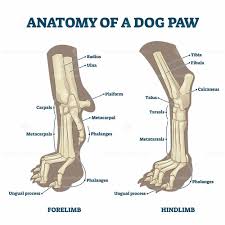Avoid feeding large, dense leg bones, or long rib bones. Anatomy Of Dog Paws With Forelimb And Hindlimb Bones Vector Illustration Dog Anatomy Dog Paws Anatomy Bones