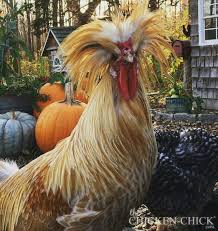 We did not find results for: Buff Laced Polish Rooster Fancy Chickens Beautiful Chickens Chickens Backyard