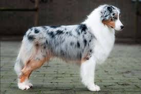The australian cattle dog (acd), or simply cattle dog, is a breed of herding dog originally developed in australia for droving cattle over long distances across rough terrain. Como Cuidar De Un Pastor Ganadero Australiano Lifehacks De Luisa Olvera