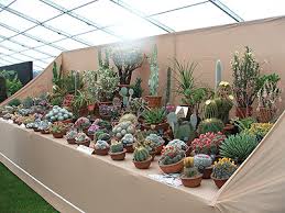 The cactus and succulent society of new south wales inc is one of australia's oldest, largest and most dynamic cactus and succulent societies. What To Do In Boston This Weekend Cactus Jungle